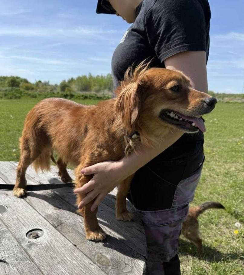 Bambi, cudna sunia do adopcji