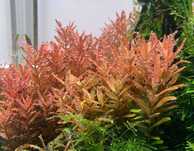 Rotala vietnam 'H'ra' ( Planta aquario )