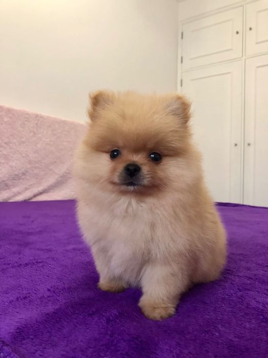 Lulu da Pomerânia Macho