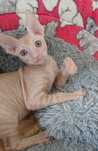 Kot  Cornish Rex
