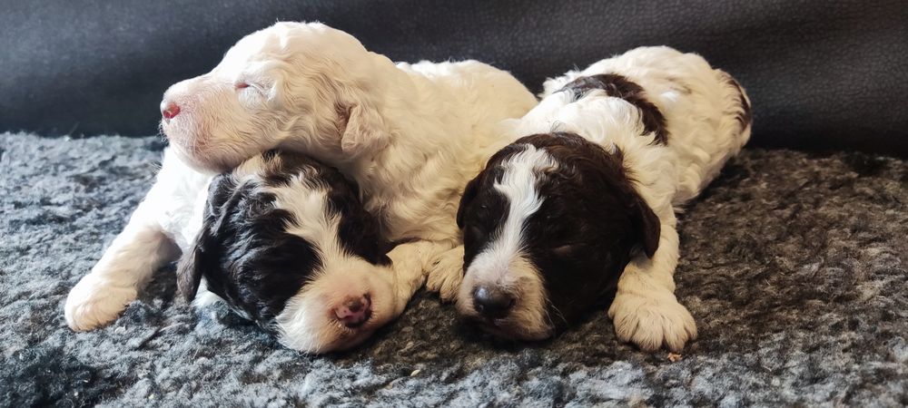 Lagotto romagnolo suczka ZKwP FCI biało brązowa