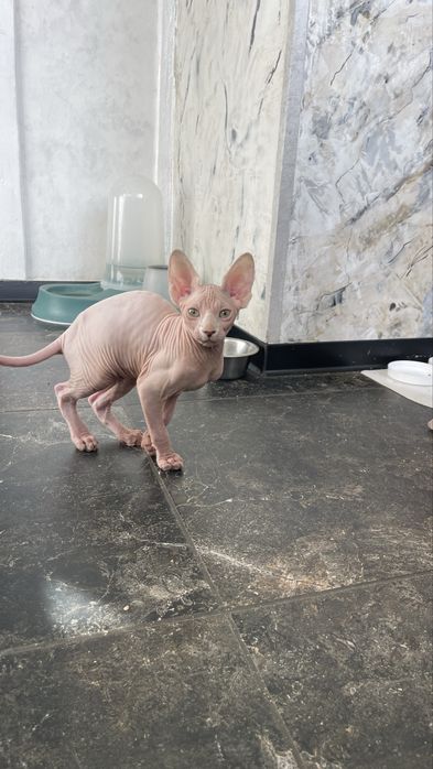 Сфінкс, 3 міс., хлопчик.