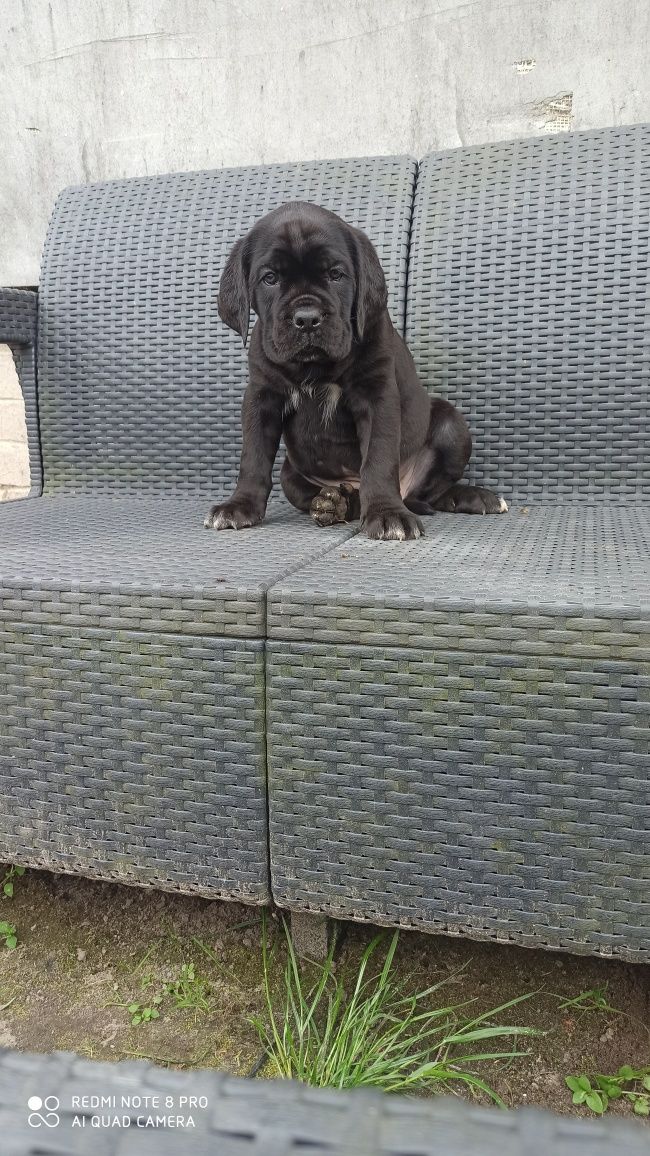Cane Corso piesek