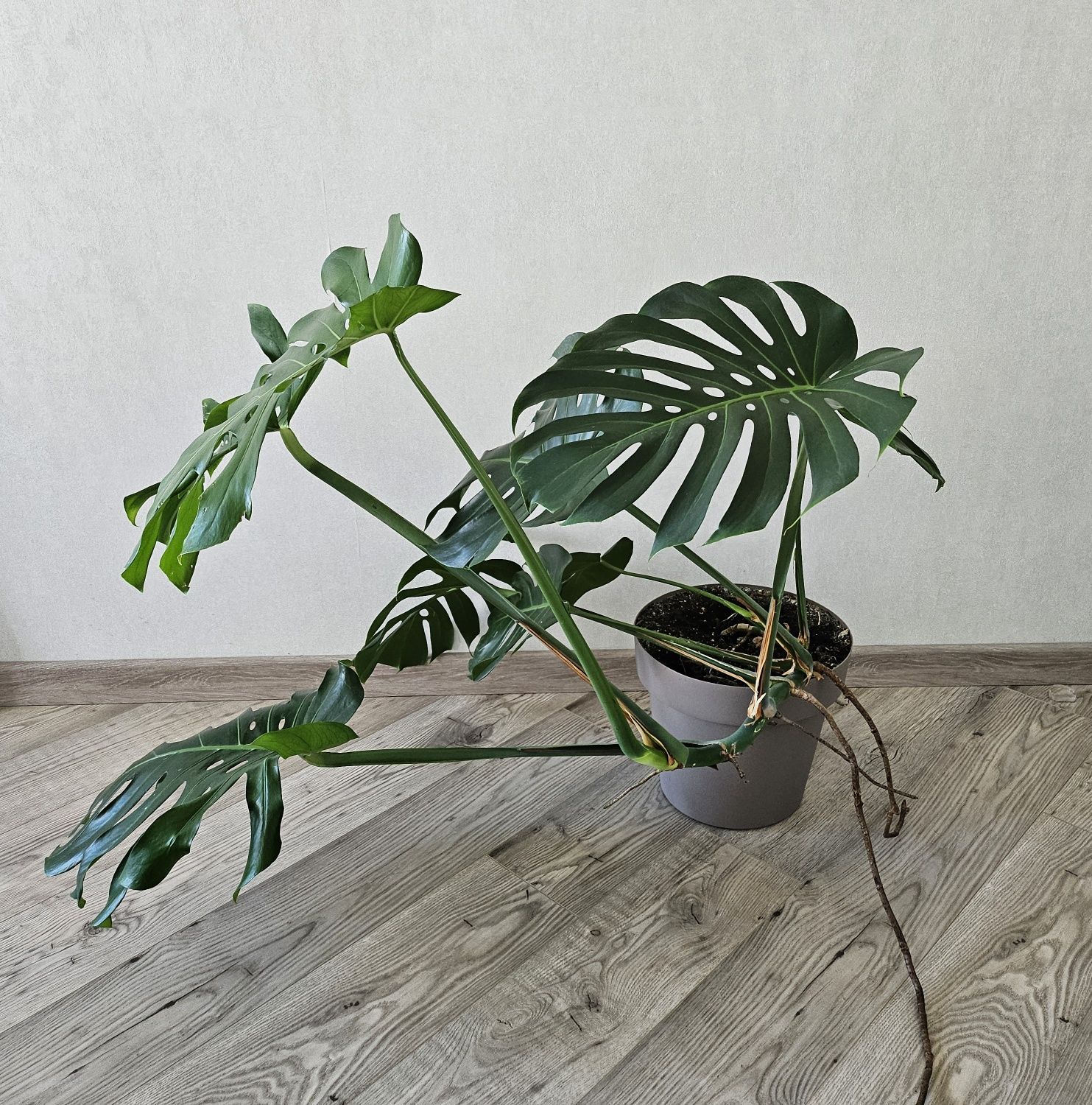 Монстера Monstera