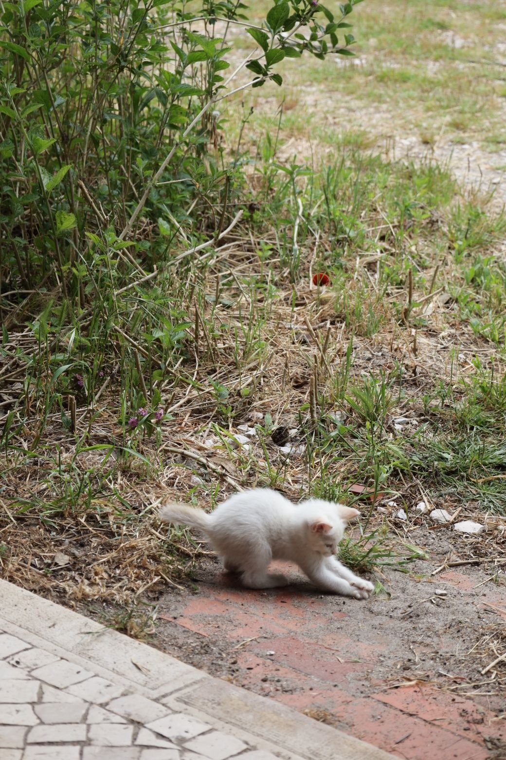 Gatinhas bebés para adopção responsável