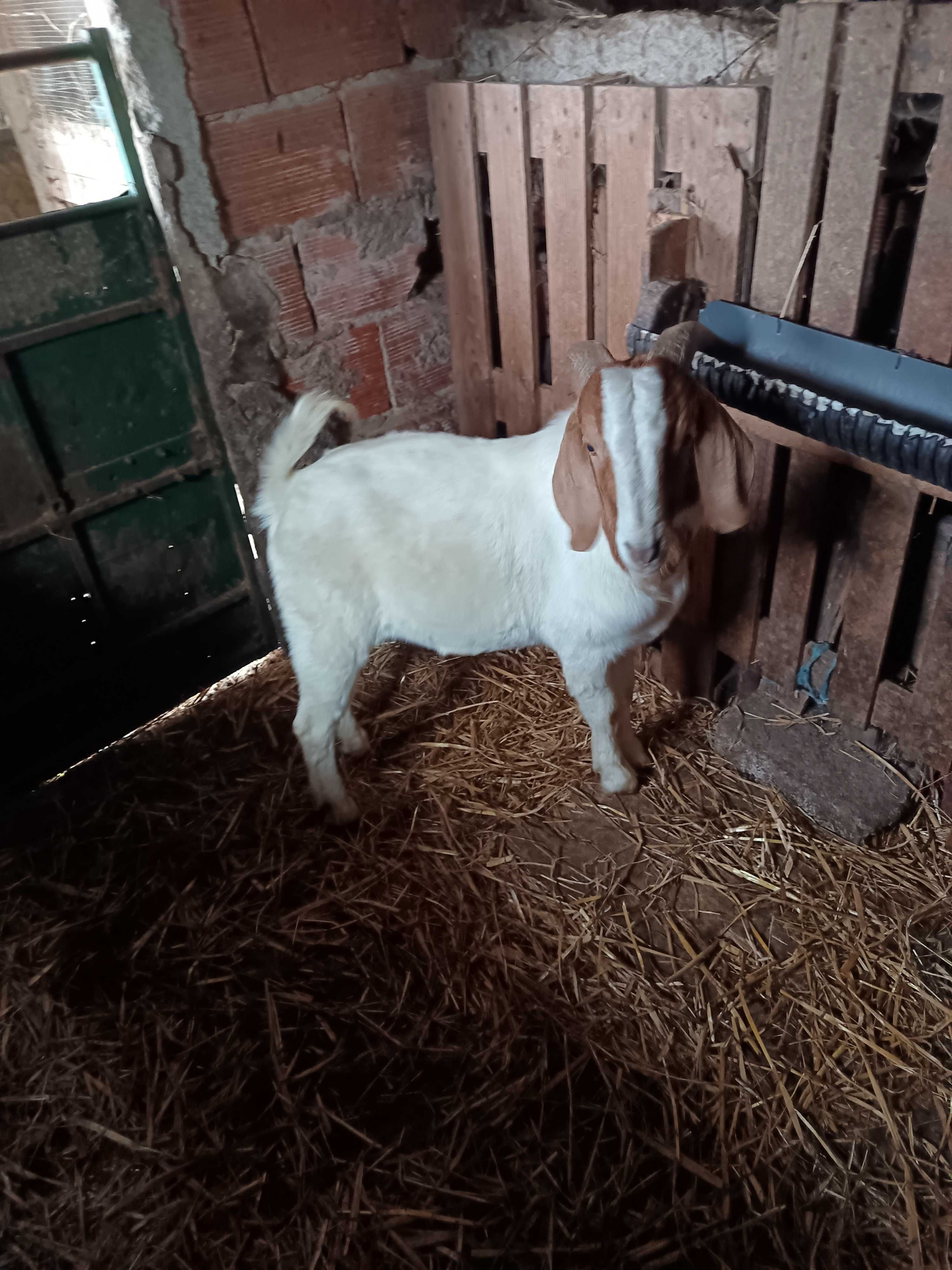 .macho boer puro