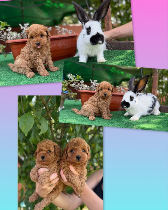 Мальтіпушата дітки