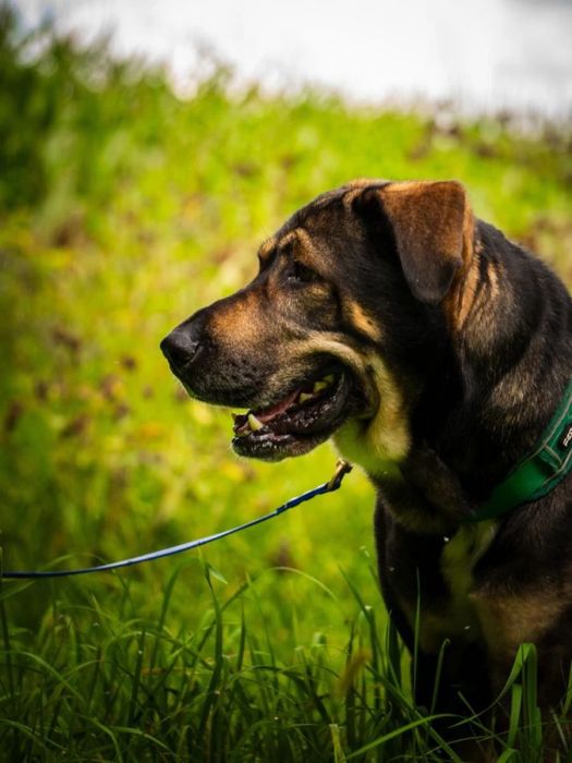 4 letni Wulkan - owczarek środkowoazjatycki do adopcji