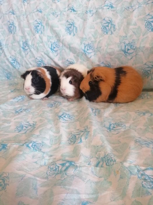 Świnki morskie kawie domowe