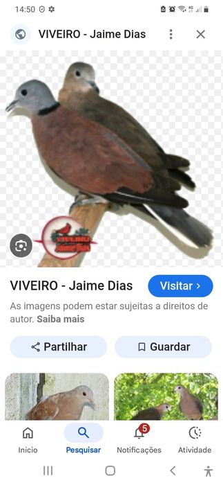 Casal de rolas tanquebarica