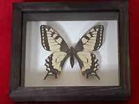 Motyl w ramce / gablotce 12 x 10 cm. Papilio machaon 67 mm .