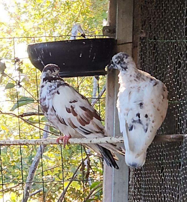 Casais de pombos cambalhota e outros