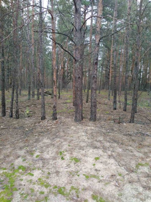Рихта, 25 соток, для будівництва. Заповідник. Дешево!