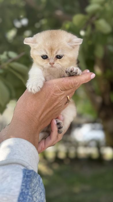 Чудовий хлопчик шиншилла