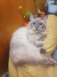 Невский маскарадный кот Вязка кошки