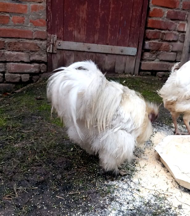 Півні породисті шовкові