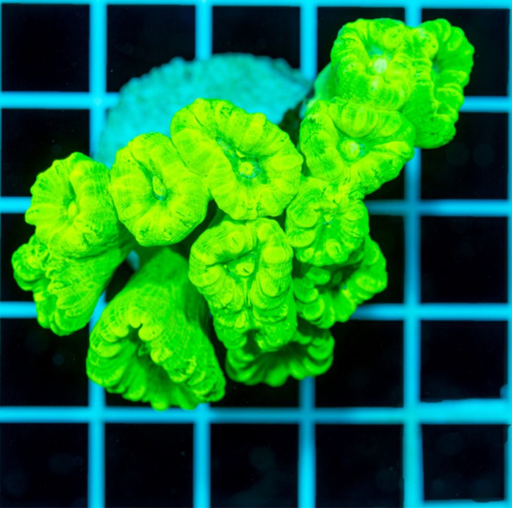 Caulastrea fluo green koralowce