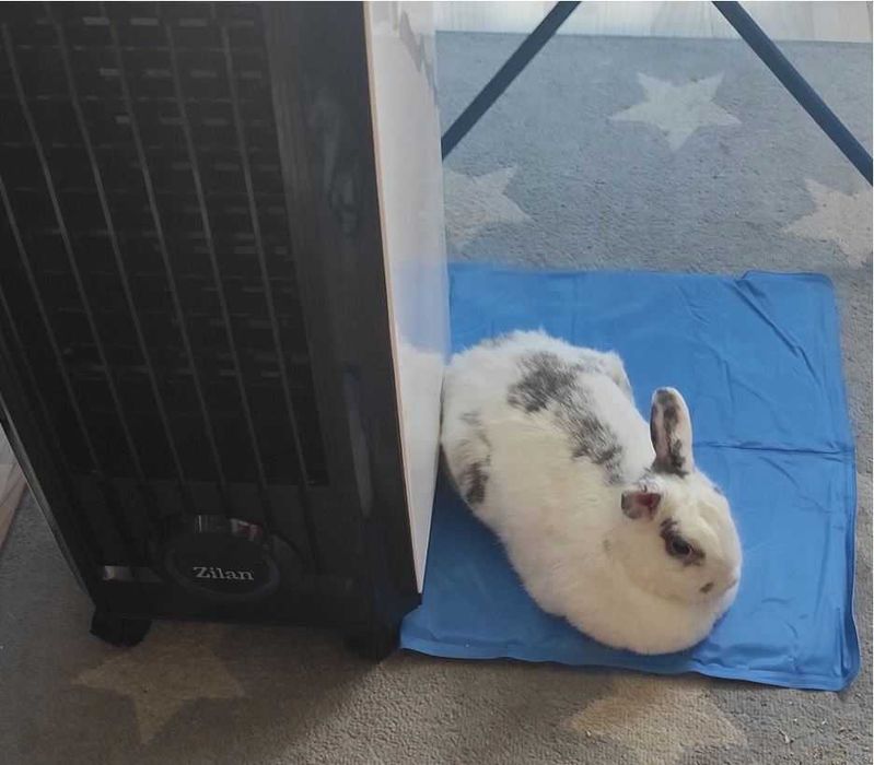 Mata Chłodząca dla Zwierząt Psów Kotów Wodoodporna Żelowa Legowisko