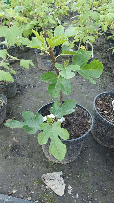 Лохина, інжир, годжі, малина ремонтантна червона та жовта