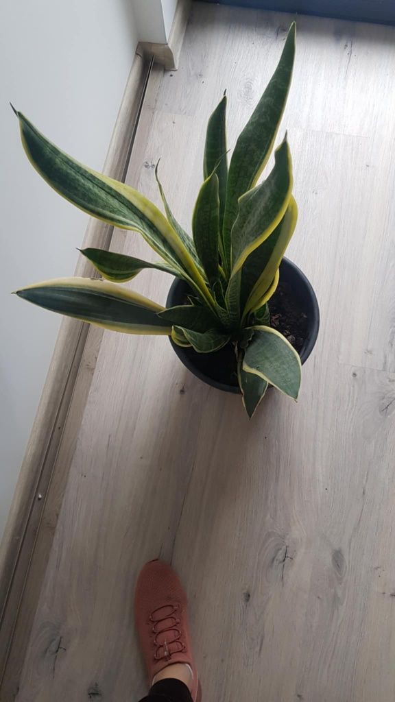 Sanseveria ,wężownica