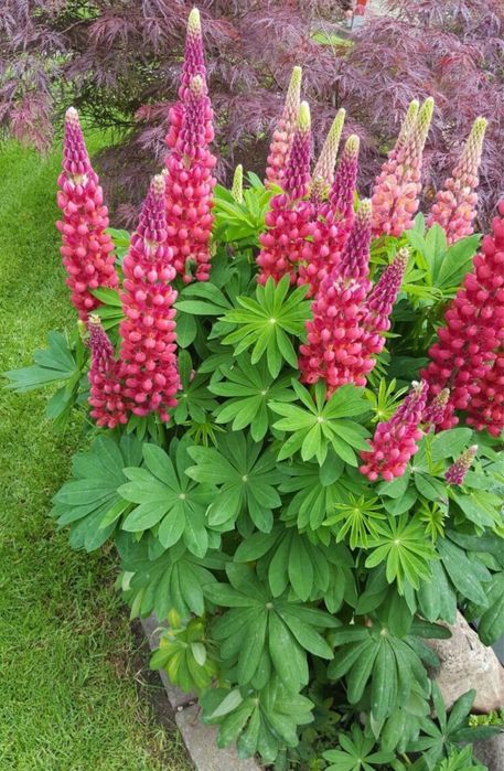 Багаторічні квіти люпин, ехінацея, вероніка, флокси, люпин