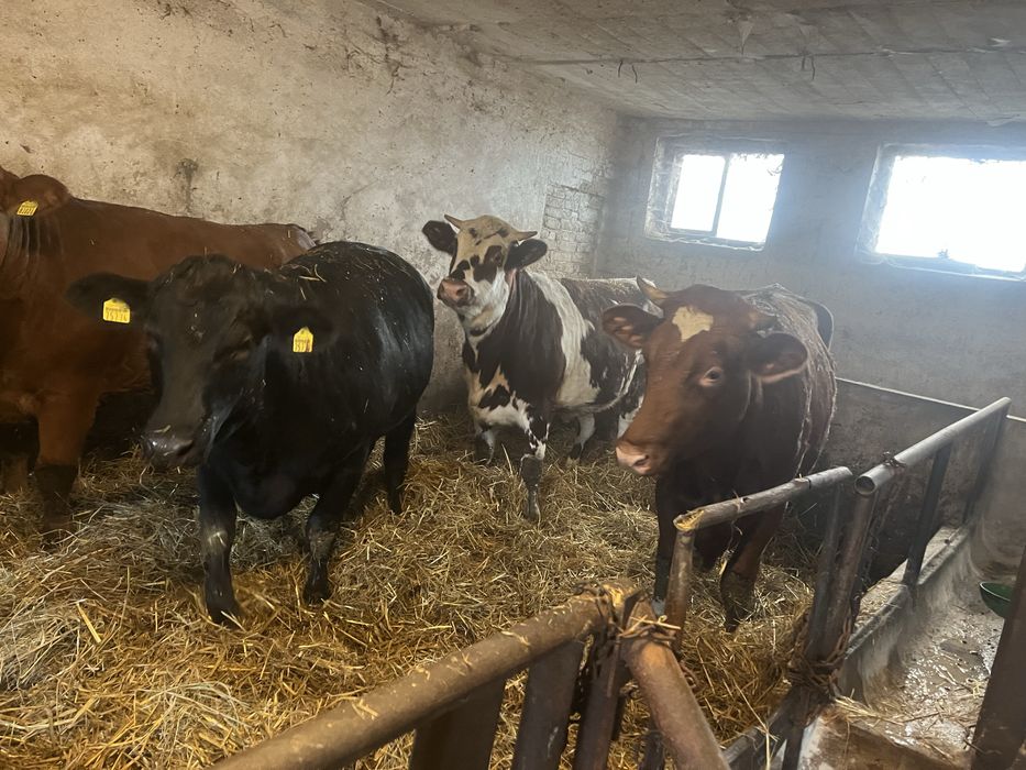 Jalowki  mm bbb simental limuze