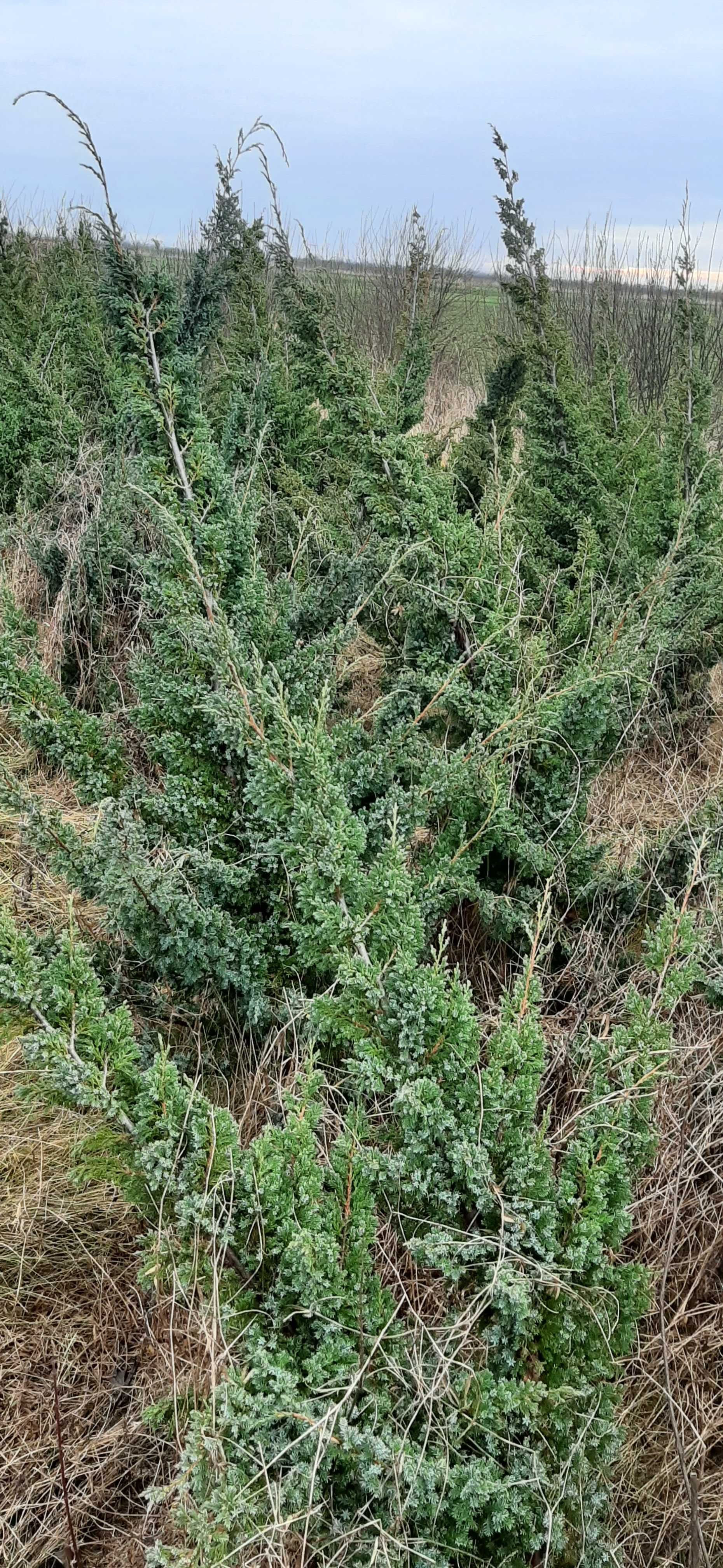 Продам туї єлівець козацький кущьовий самовивіз