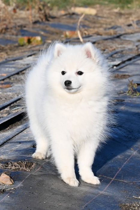 Японський шпіц, цуценята.