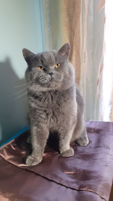 Вязка котов шотландец страйд (прямоухий)