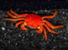 krab phantera bielsko