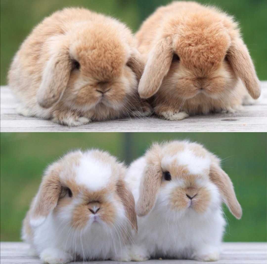 KIT Coelhos anões orelhudos, mini lop muito inteligentes e meigos