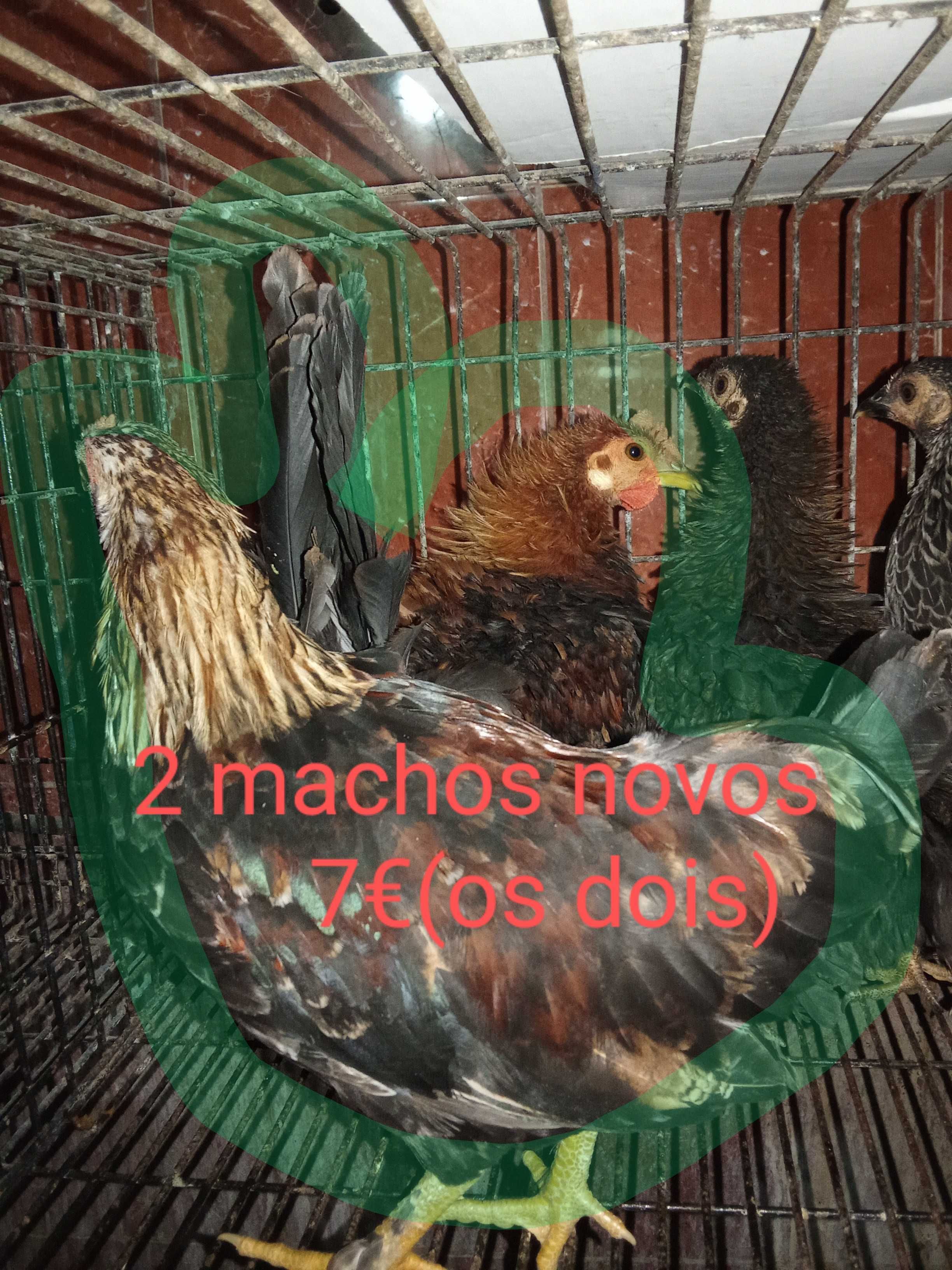 Granizes Machos muito bonitos