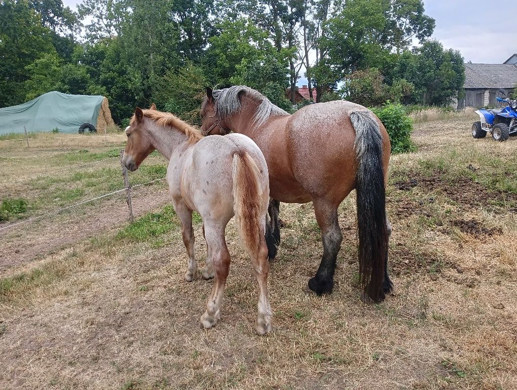 Konie, klacz, zrebak