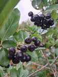 aronia  duże owoce 4 zł