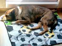 Karlik - przyjazny, mały psiak, szuka domu - do adopcji.
