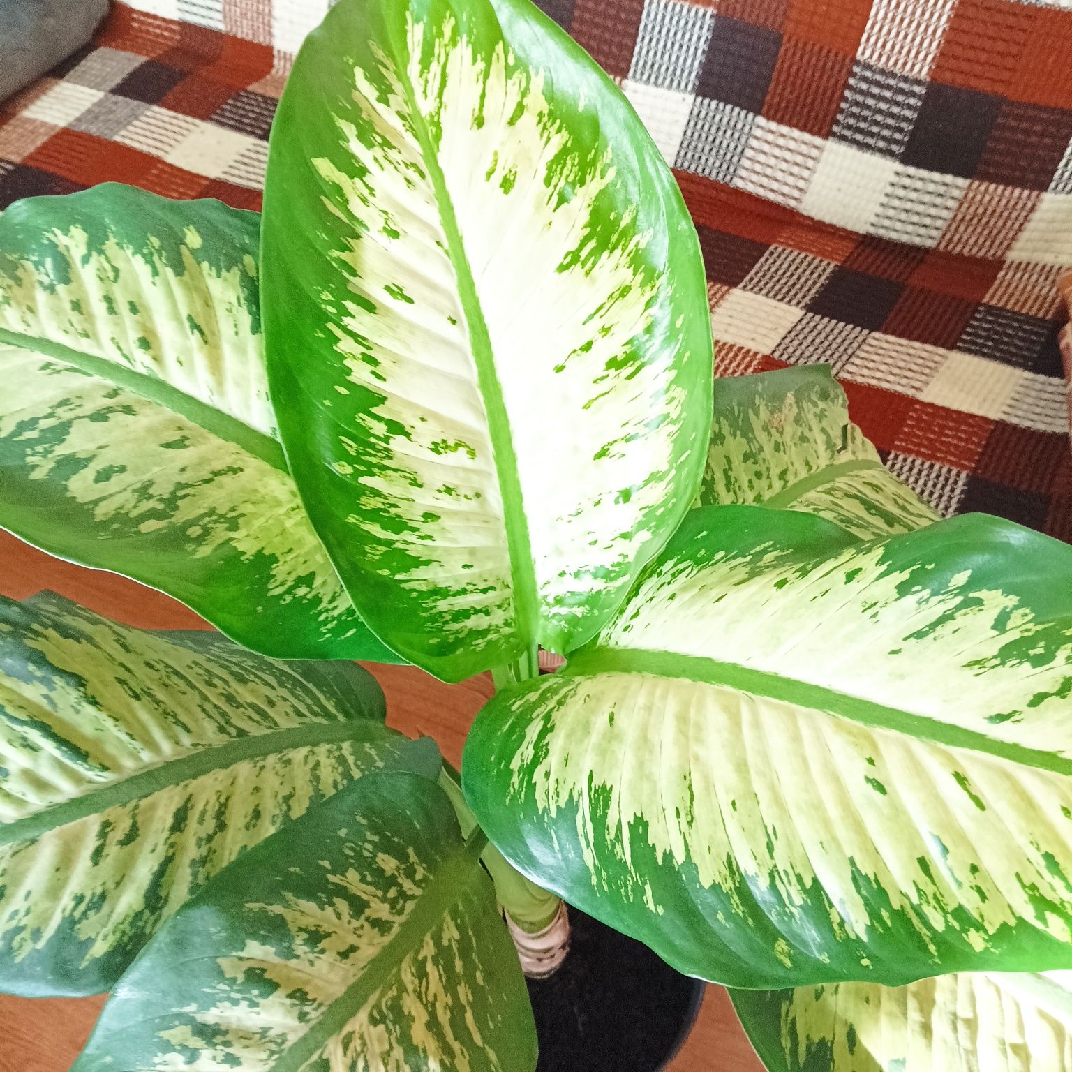 Dieffenbachia , difenbachia