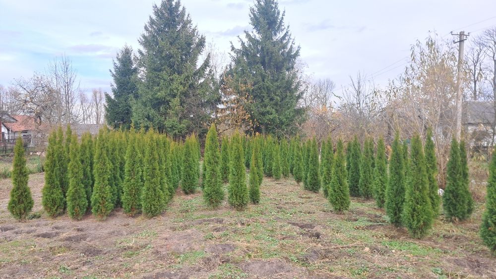 Туя Смарагд Західний