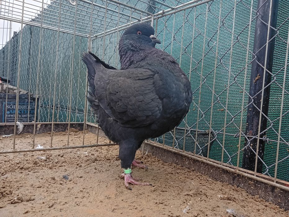 King Kingi samica