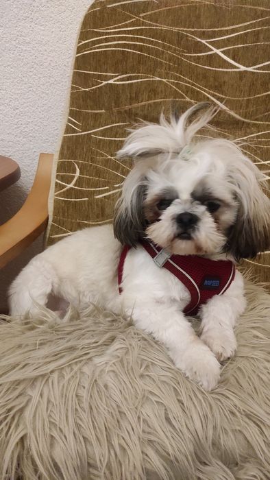 Sprzedam shih tzu z rodowodem
