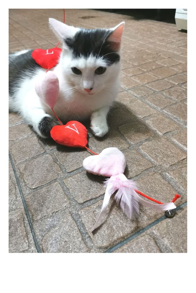 Kot do adopcji - FRANIO