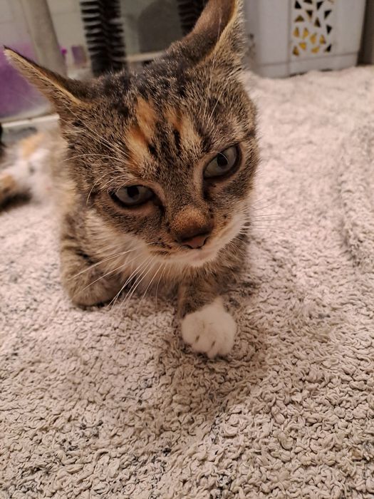 MRUCZKA. Sliczna kotka u  uratowana z ulicy