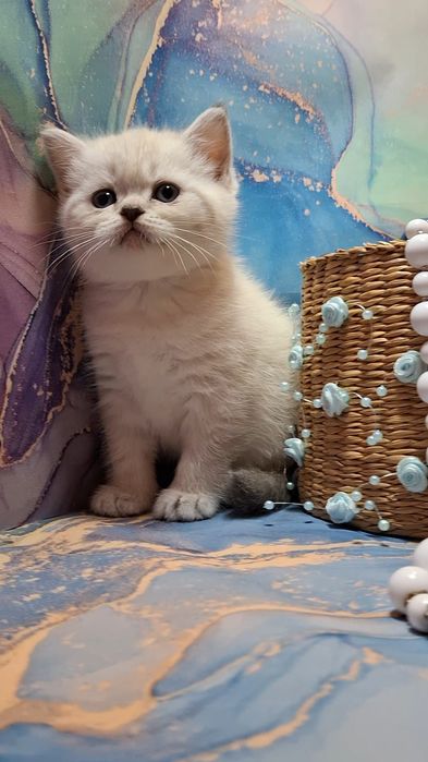 Голубоглазые шотландские котята