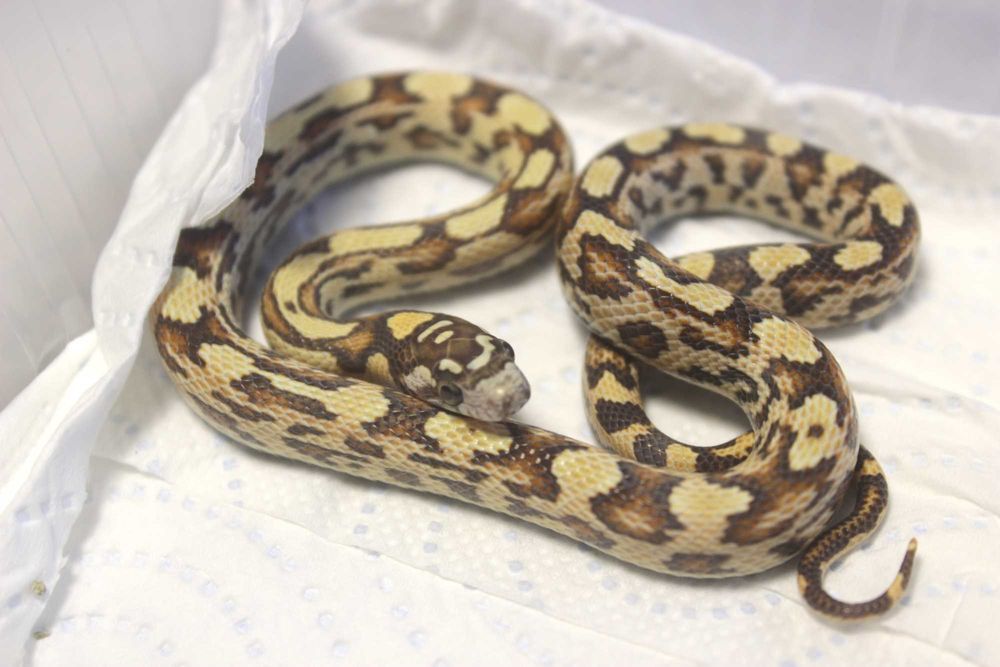 Wąż zbożowy hybryda unikat rarytas - samiec