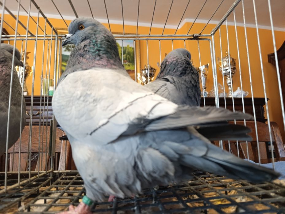 Ryś, rysie na niebieskich pasach i ciemnych lotach, wysyłam, gołębie o