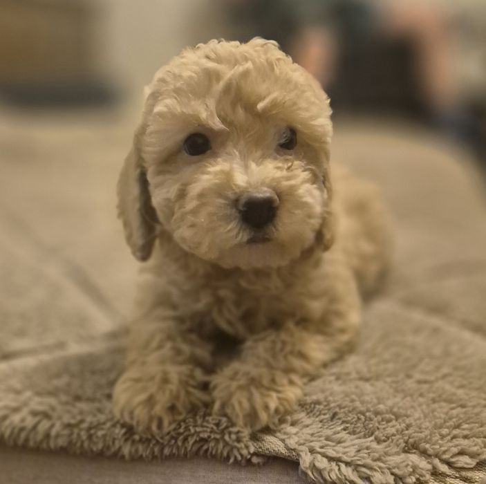 Cockapoo Śliczna  Dziewczynka ! Gotowa do odbioru !