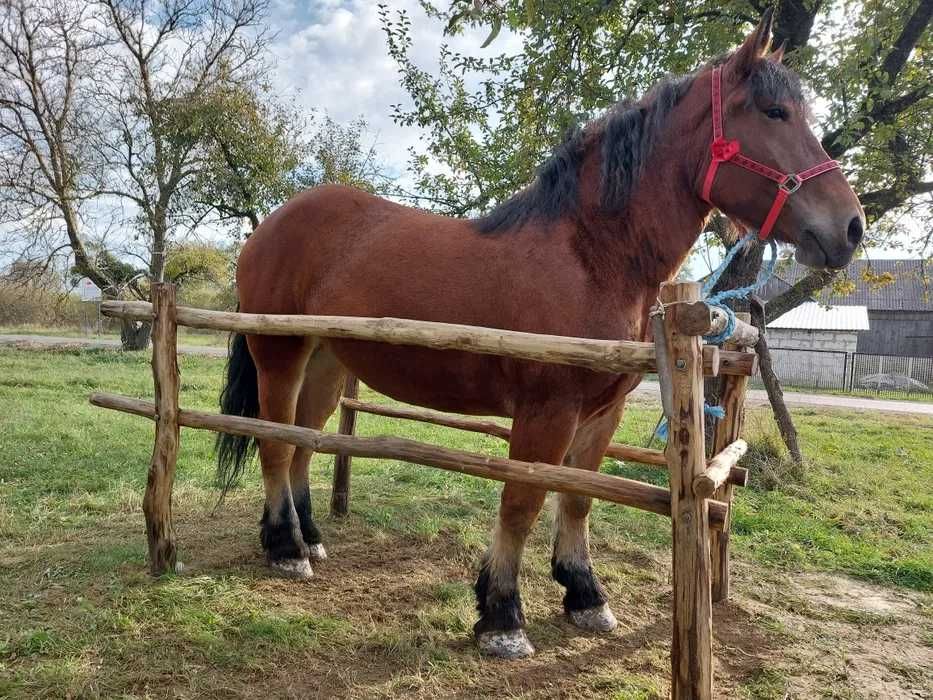 Sprzedam klacz zimnokrwista ze źróbką