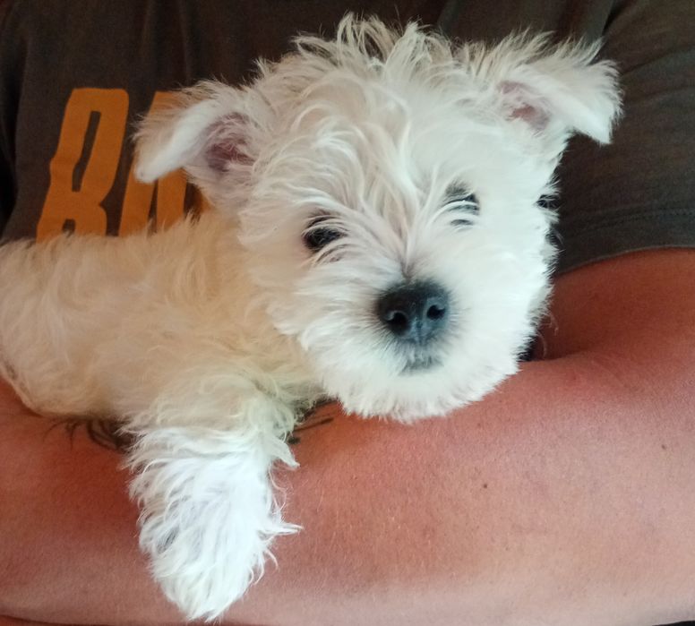 Szczeniaczek West highland white terrier