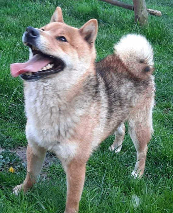 Shiba inu z metryka Fci