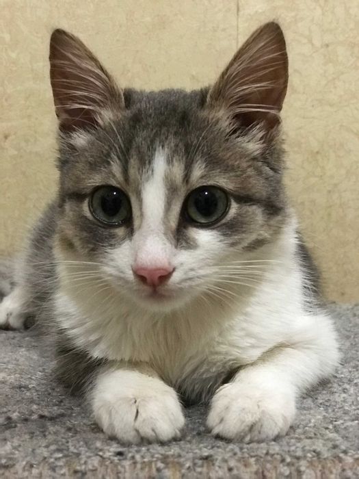 кішечка 3 місяці