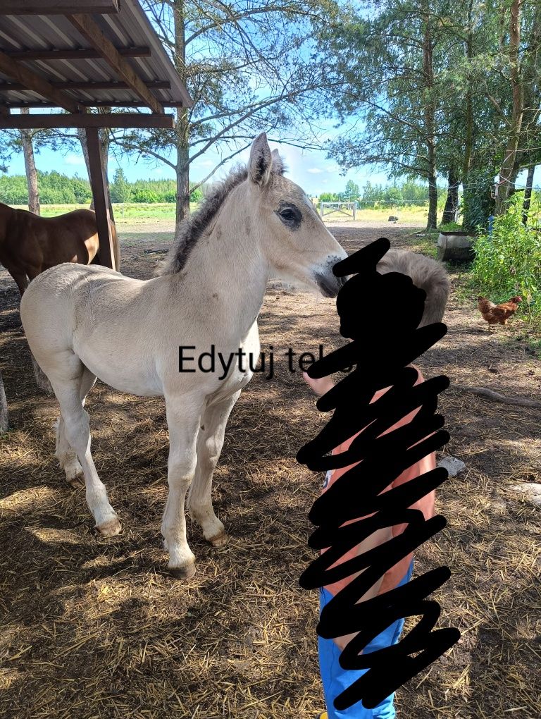 Qdo rezerwacji ogierek Bacardi Sztum.